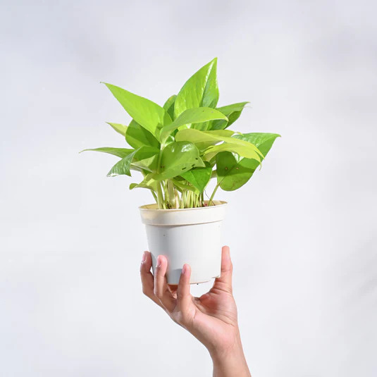 Money Plant Golden with Self Watering Pot