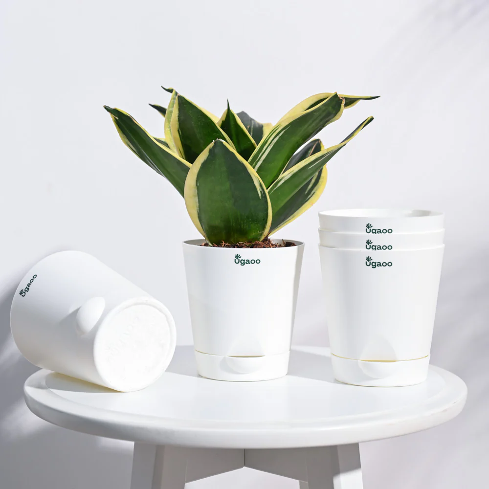 Krish Self Watering Planter - Set of 5